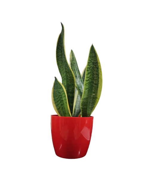 Snake Plant Green Live Healthy Plant for Office/Home