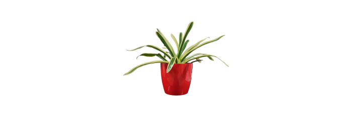 Billbergia Louise Live Healthy Plant for Office/Home