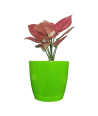 Aglaonema Pink Princess Live Healthy Plant for Office/Home