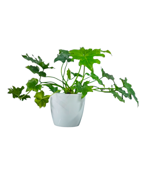 Philodendron Xanadu Live Healthy Plant for Office/Home