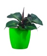 Philodendron Red Heart Live Healthy Plant for Office/Home