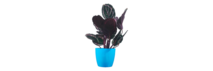 Calathea Roseopicta Dottie Live Healthy Plant for Office/Home