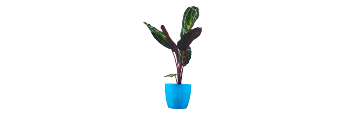 Calathea Roseopicta Live Healthy Plant for Office/Home