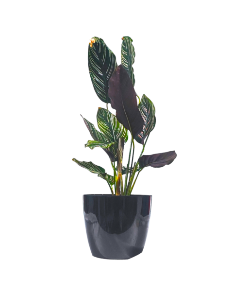 Calathea Pinstripe Live Healthy Plant for Office/Home