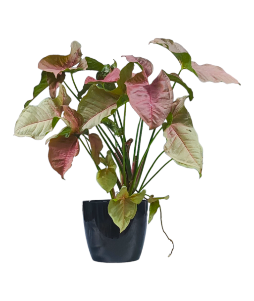 Syngonium Pink Live Healthy Plant for Office/Home