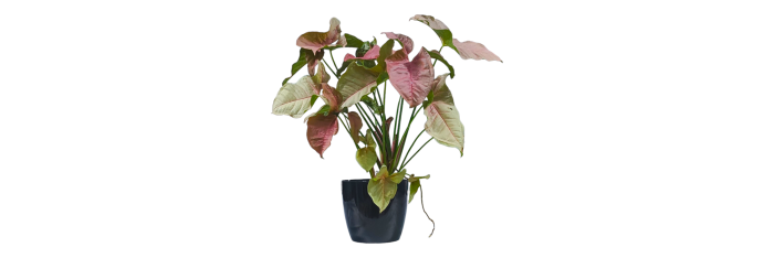 Syngonium Pink Live Healthy Plant for Office/Home