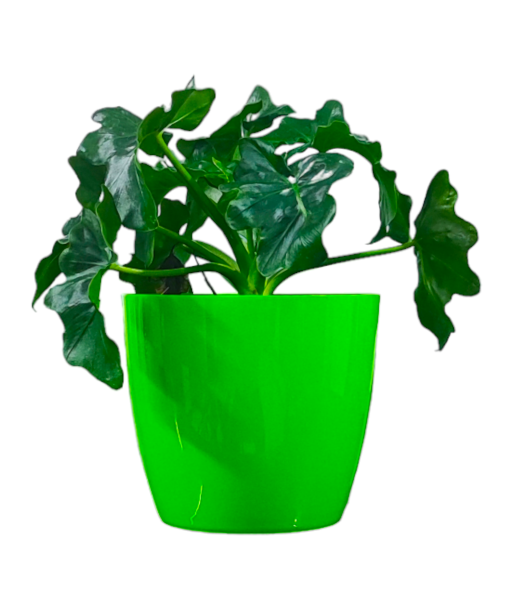 Philodendron Atom Live Healthy Plant for Office/Home
