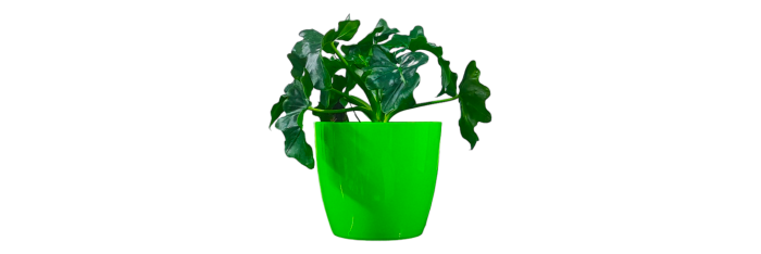 Philodendron Atom Live Healthy Plant for Office/Home