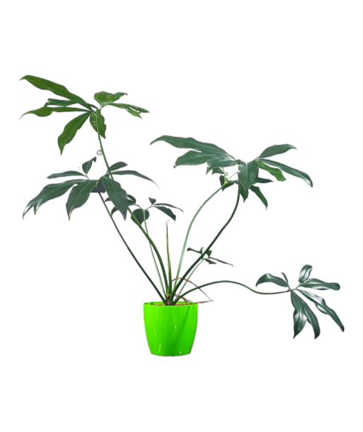 Philodendron Goeldii Live Healthy Plant for Office/Home