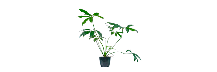 Philodendron Goeldii Live Healthy Plant for Office/Home
