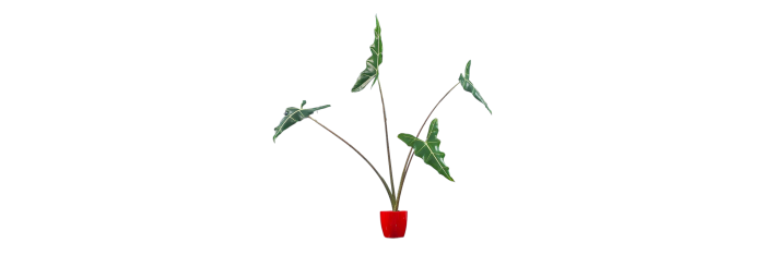 Alocasia Sarian Live Healthy Plant for Office/Home