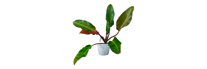 Philodendron Congo Live Healthy Plant for Office/Home