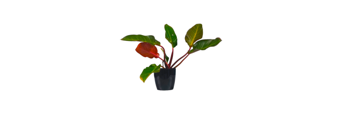 Philodendron Congo Live Healthy Plant for Office/Home