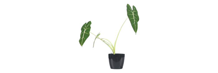 Alocasia Frydek Live Healthy Plant for Office/Home