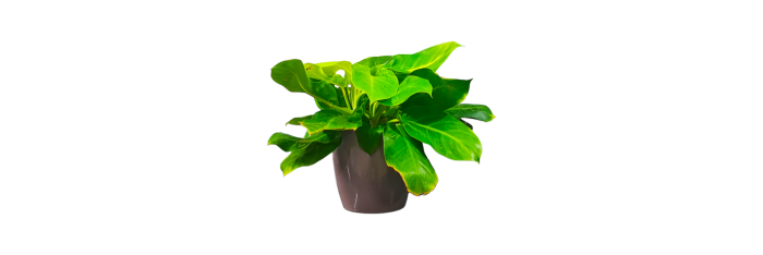 Philodendron Rush Live Healthy Plant for Office/Home