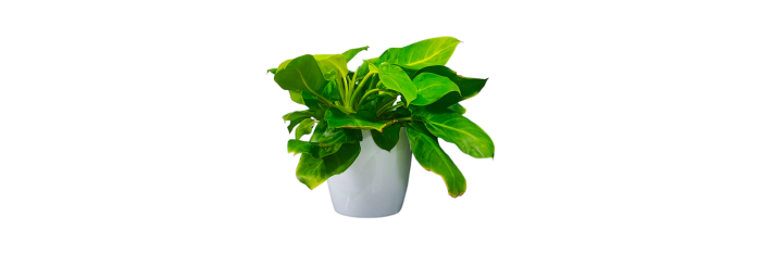 Philodendron Rush Live Healthy Plant for Office/Home