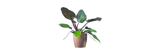 Philodendron Black Cardinal Live Healthy Plant for Office/Home