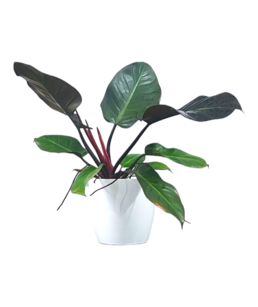Philodendron Black Cardinal Live Healthy Plant for Office/Home