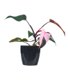 Philodendron Pink Princess Live Healthy Plant for Office/Home
