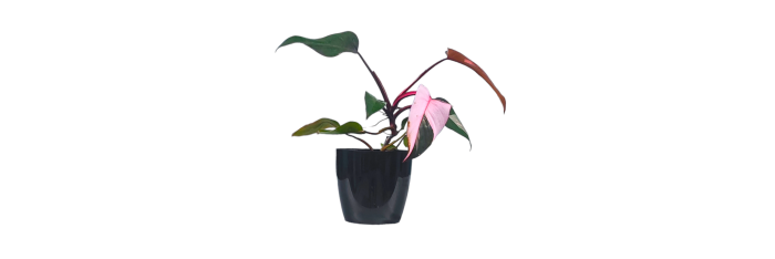 Philodendron Pink Princess Live Healthy Plant for Office/Home