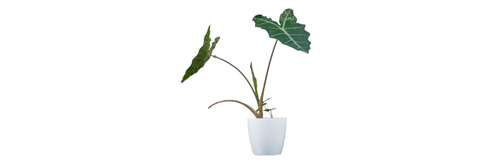 Alocasia Elephant Ear Live Healthy Plant for Office/Home