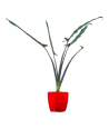 Alocasia Lauterbachiana Live Healthy Plant for Office/Home