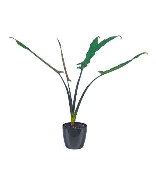 Alocasia Lauterbachiana Live Healthy Plant for Office/Home