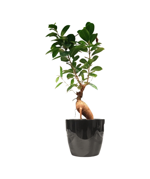 Ficus Bonsai Live Healthy Plant for Office/Home