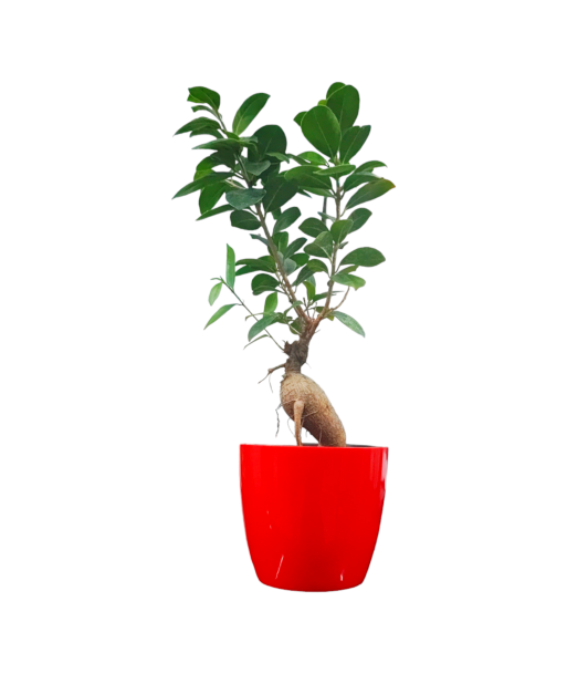 Ficus Bonsai Live Healthy Plant for Office/Home