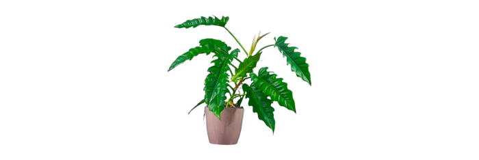 Philodendron Narrow Escape Live Healthy Plant for Office/Home