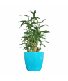 Lucky Bamboo Live Healthy Plant for Office/Home