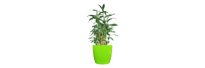 Lucky Bamboo Live Healthy Plant for Office/Home