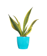 Snake Plant Gold Live Healthy Plant for Office/Home