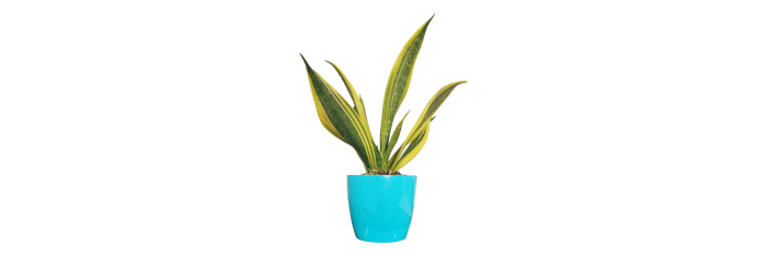 Snake Plant Gold Live Healthy Plant for Office/Home