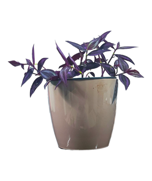 Wandering Jew Live Healthy Plant for Office/Home