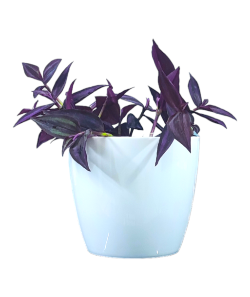 Wandering Jew Live Healthy Plant for Office/Home
