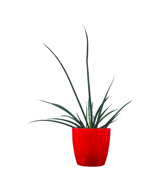 Snake Plant Mikado Live Healthy Plant for Office/Home