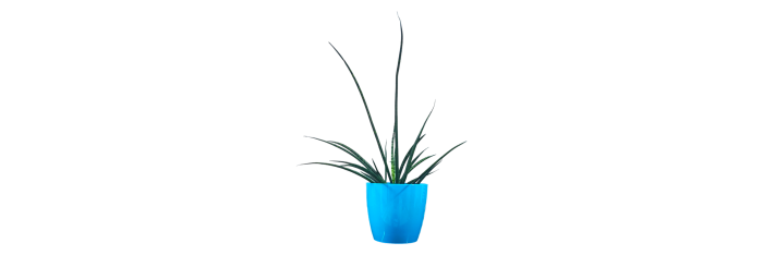 Snake Plant Mikado Live Healthy Plant for Office/Home