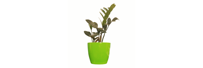 ZZ Plant Black Live Healthy Plant for Office/Home