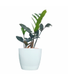 ZZ Plant Black Live Healthy Plant for Office/Home