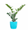 ZZ Plant Green Live Healthy Plant for Office/Home