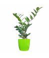 ZZ Plant Green Live Healthy Plant for Office/Home