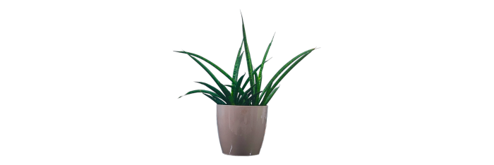 Snake Plant Moto Live Healthy Plant for Office/Home