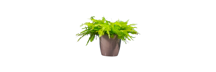 Boston Fern Live Healthy Plant for Office/Home