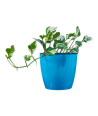 N’Joy Pothos Live Healthy Plant for Office/Home