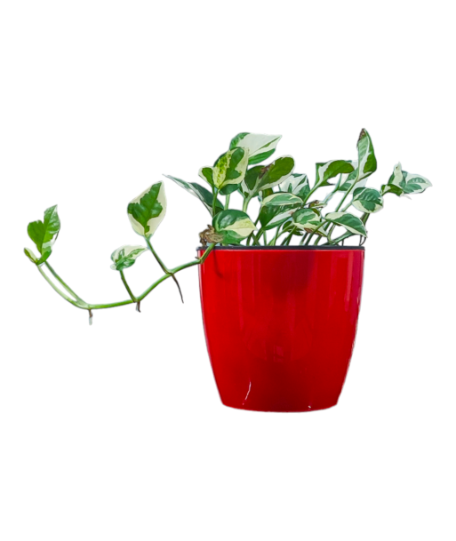 N’Joy Pothos Live Healthy Plant for Office/Home