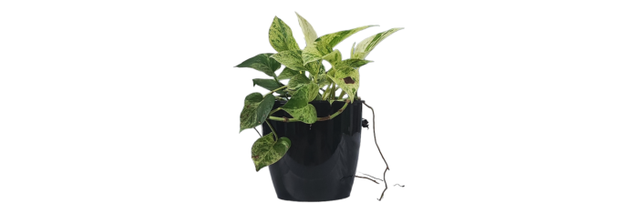 Marble Queen Pothos Live Healthy Plant for Office/Home