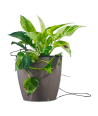 Marble Queen Pothos Live Healthy Plant for Office/Home
