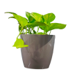 Green Pothos Variegated Live Healthy Plant for Office/Home