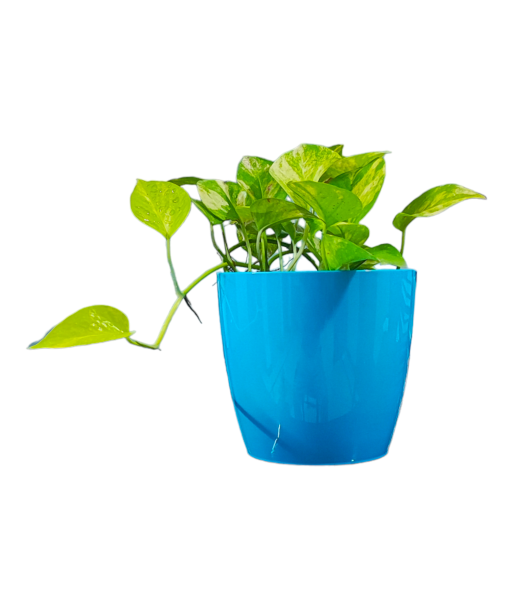 Green Pothos Variegated Live Healthy Plant for Office/Home